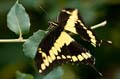 167 Koenigs-Page - Papilio thoas